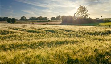 Zottegem activeert schadecommissie voor landbouwers