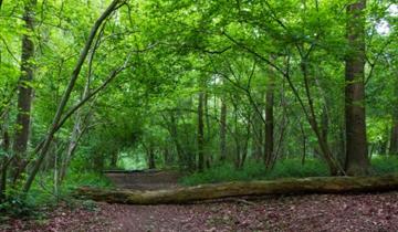 Cotthem wood